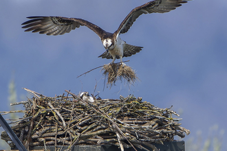 Ospreys nest building, Credit Ray Kilham
