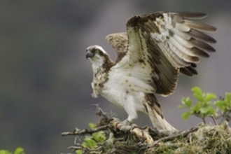 Osprey (Pandion haliaeetus) female on nest, Cairngorms Nat Park, Scotland. - Peter Cairns/2020VISION