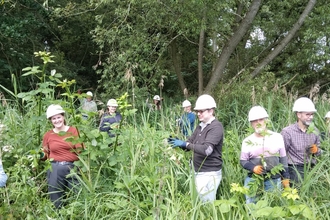 Balsam bashing