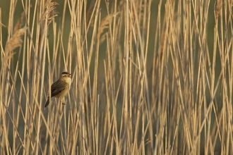Sedge Warbler