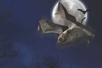 moonlight bat