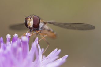 Marmalade hoverfly © Chris Lawrence