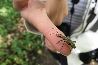 Black-spotted longhorn - Tom Hibbert