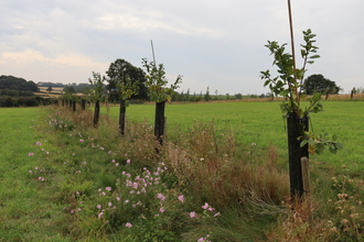 Halstead Hill Farm 