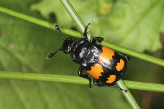 A common sexton beetle, black with orange bands across its back, climbs a plant stem