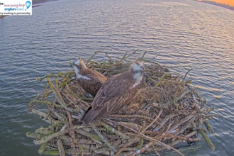 Osprey- Manton Bay 2025