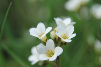 Meadow Saxifrage - Keiron Huston