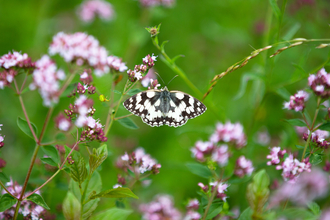 Butterfly in Meadow