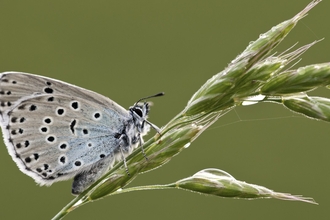 Large Blue Butterfly