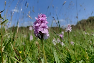 A pink orchid in bloom in a wildflower meadow, beneath a blue and mostly cloudless sky.
