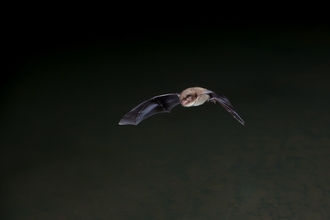 Daubentons Bat
