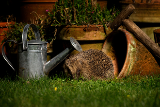 Hedgehog - Jon Hawkins