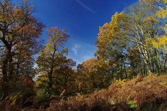 Autumn_Woodland_4_c_Gillian_Day