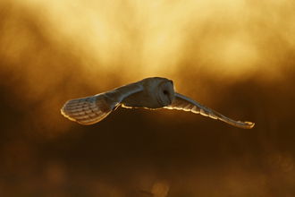 little owl - russell savory