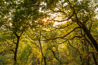 Coed Crafnant sunset landscape 4 - June 2023 - Ben Porter