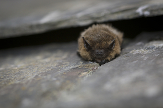 Common Pipistrelle - Credit Tom Marshall