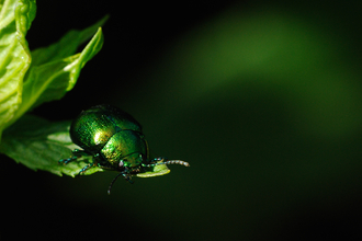 Mint beetle - Amy Lewis