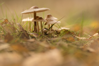 Mushroom04 - Credit to Jon Hawkins