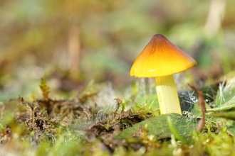 Waxcap credit to Vaughn Matthews