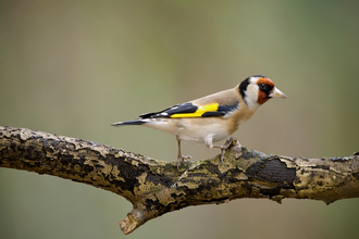 Neil Aldridge - Gold finch
