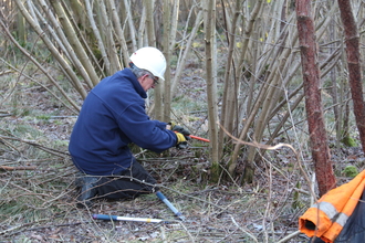 Cloud wood coppicing Credit to LRWT.jpg