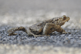 Common Toad- Jon Bridges