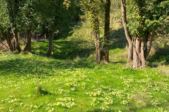 Cowslips on grassland, close to some trees