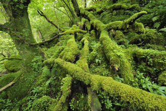 A forest floor covered in fallen logs and trees, which are covered in moss
