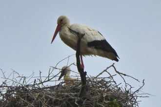 White Storks on a nest