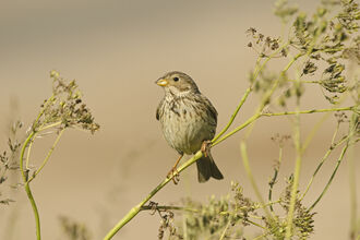 A corn bunting perched on a stem