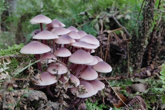 A clump of Lilac Bonnet fungi