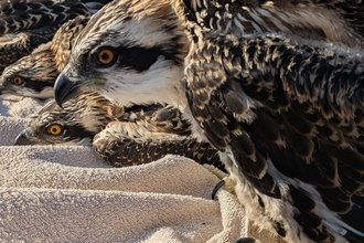 The Osprey chicks held on towels, to be ringed