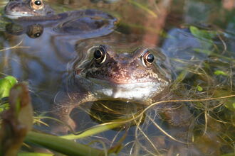 COMMON FROG