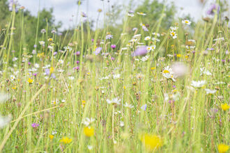 Wildflower Meadow