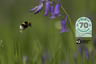 Bluebell John Awkins