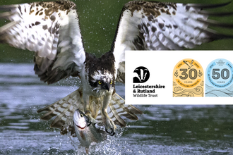Osprey fishing at Rutland Water with anniversary logos