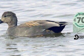 Gadwall
