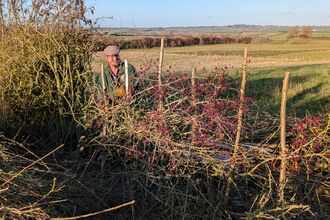 Hedge Laying at Halstead Hill Farm 