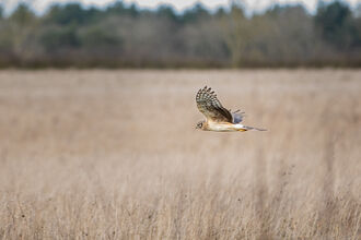 A Hen Harrier in flight