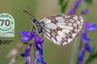 Marbled White - Joshua Copping