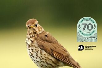 Mistle Thrush - John Bridges