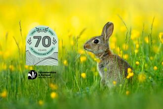 Rabbit - Jon Hawkins