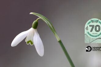 – Snowdrop Spectacular 