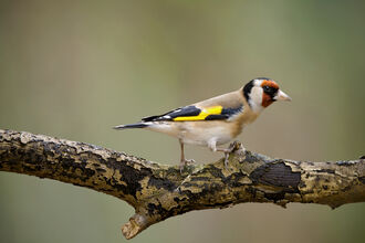Neil Aldridge Goldfinch