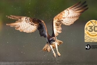 Osprey wide wings - Peter Cairns
