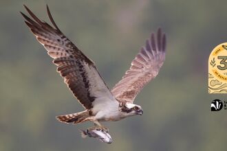 Osprey with fish - Peter Cairns