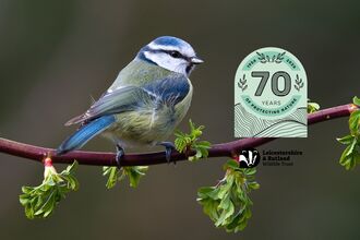 Blue Tit - Bob Coyle