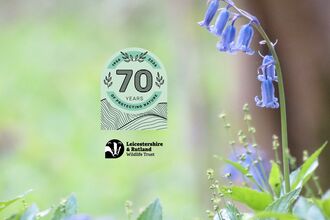 Bluebell - Catherine Williamson