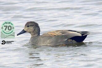 Gadwall - Derek Moore