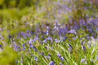 A photograph of a sunlit field of Bluebells. Most of the image is blurred, with focus on one particular Bluebell plant and fern in focus.